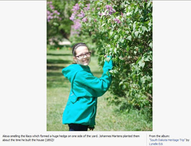 Alexa Lilac Bushes .  These were originally planted in 1892